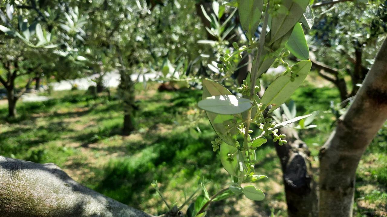 Sečovlje Apartma Bajc מראה חיצוני תמונה